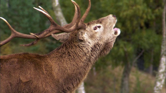 英国苏格兰，马鹿(Cervus elaphus)在发情期在母鹿中间吼叫视频素材