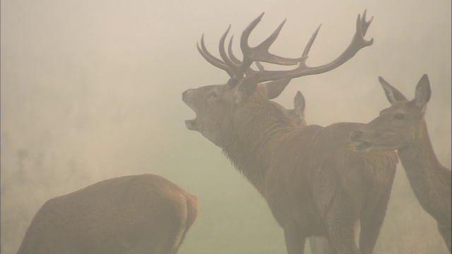 英国伦敦里士满公园，黎明时分，马鹿(Cervus elaphus)在母鹿中间吼叫视频素材