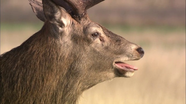 马鹿(Cervus elaphus)在发情期吼叫，里士满公园，伦敦，英国视频素材