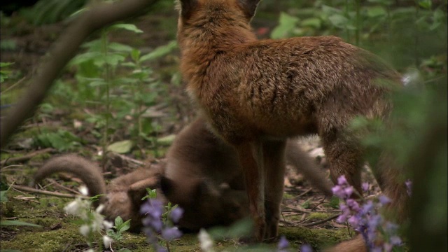 红狐狸(Vulpes Vulpes)和幼崽在花园和玩耍，格拉斯哥，苏格兰视频素材