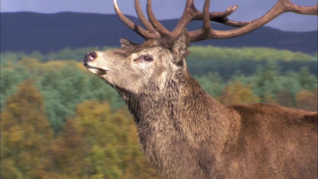 英国苏格兰，马鹿(Cervus elaphus)在发情期在母鹿中间吼叫视频素材