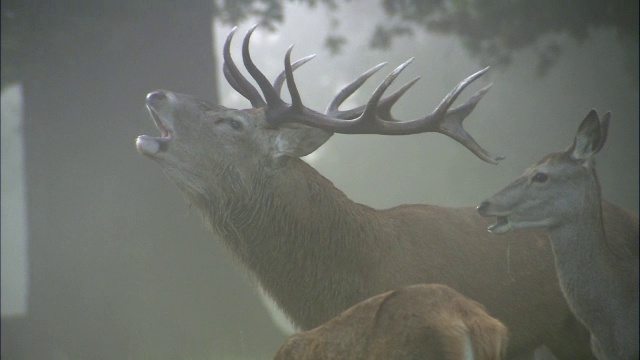 英国伦敦里士满公园，马鹿(Cervus elaphus)在黎明的雾中咆哮视频素材