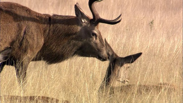 马鹿(Cervus elaphus)雄鹿吼叫在发情期的女性，里士满公园，英国伦敦视频素材