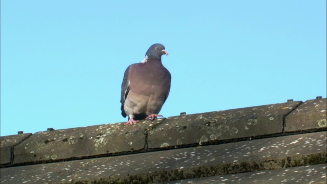 英国苏格兰，木鸽(Columba palumbus)从屋顶起飞视频素材