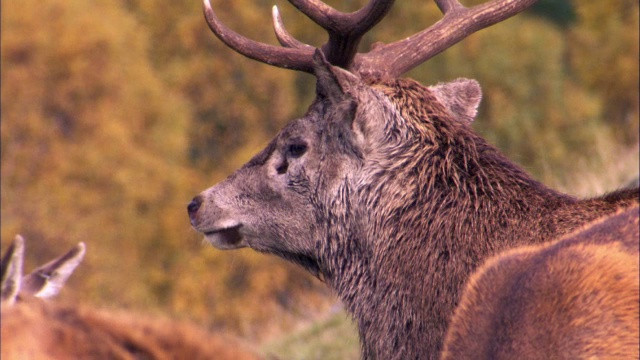 英国苏格兰，马鹿(Cervus elaphus)在发情期在母鹿中间吼叫视频素材