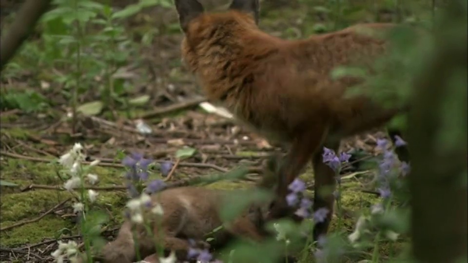 红狐狸(Vulpes Vulpes)和幼崽在苏格兰格拉斯哥的花园里玩耍视频素材