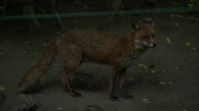 红狐狸(Vulpes Vulpes)和幼崽在花园，格拉斯哥，苏格兰视频素材