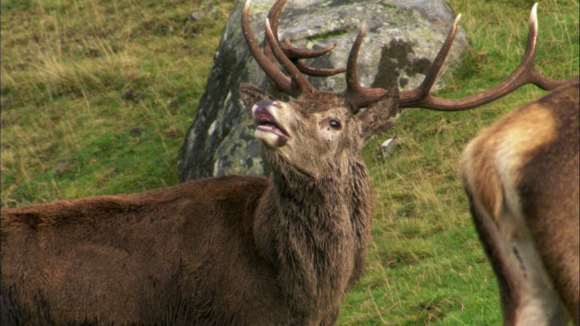 英国苏格兰马鹿(Cervus elaphus)发情期的鹿视频素材