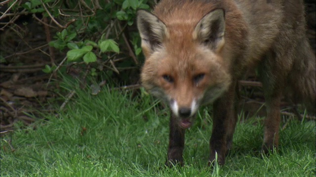 红狐狸(Vulpes Vulpes)在花园，格拉斯哥，苏格兰视频素材