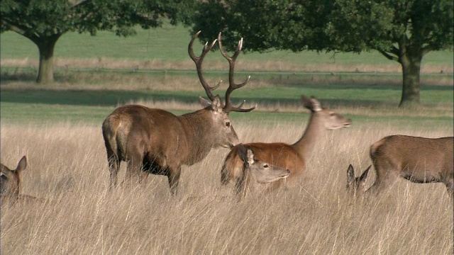 英国伦敦里士满公园，在车辙期间，汽车通过马鹿(Cervus elaphus)视频素材