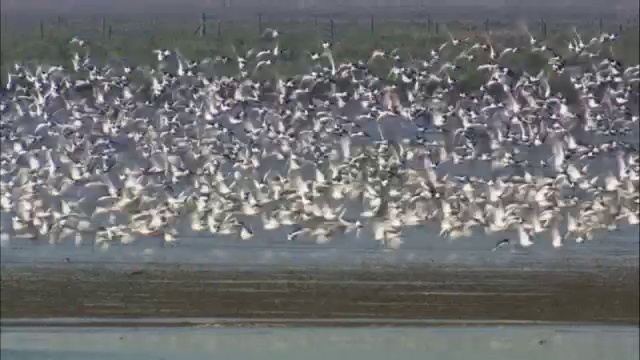 在英国诺福克的潮汐泥滩上，采牡蛎的人(ostralegus Haematopus)起飞视频素材