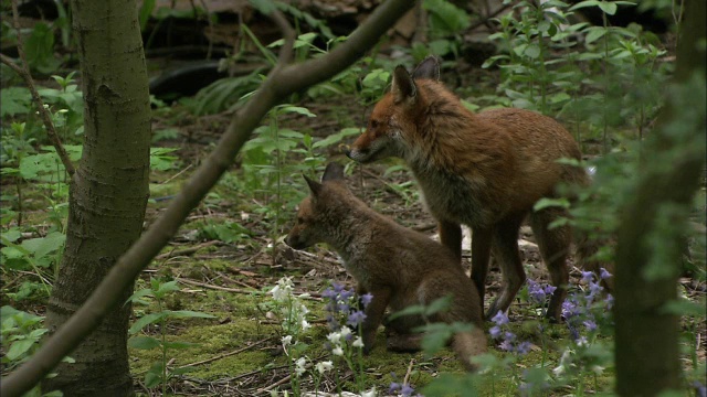 红狐狸(Vulpes Vulpes)在花园，苏格兰格拉斯哥的幼犬视频素材