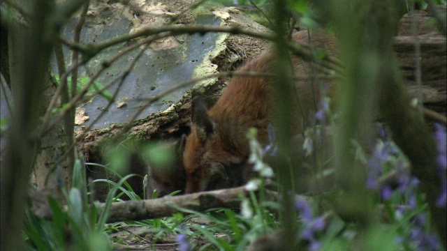 红狐狸(Vulpes Vulpes)在苏格兰格拉斯哥的林地里喂养幼崽视频素材