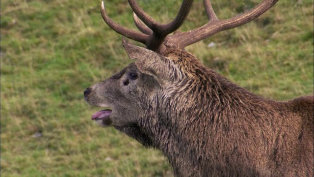 英国苏格兰，马鹿(Cervus elaphus)在发情期在母鹿中间吼叫视频素材