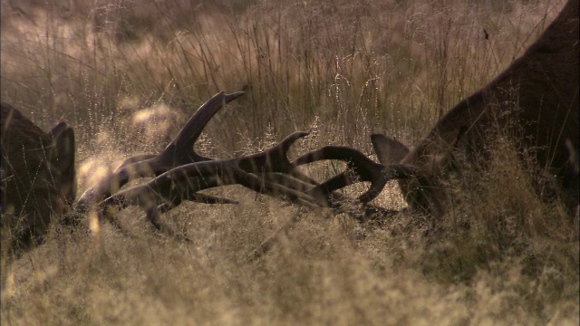 英国伦敦里士满公园，马鹿(Cervus elaphus)发情期间鹿角冲突视频素材