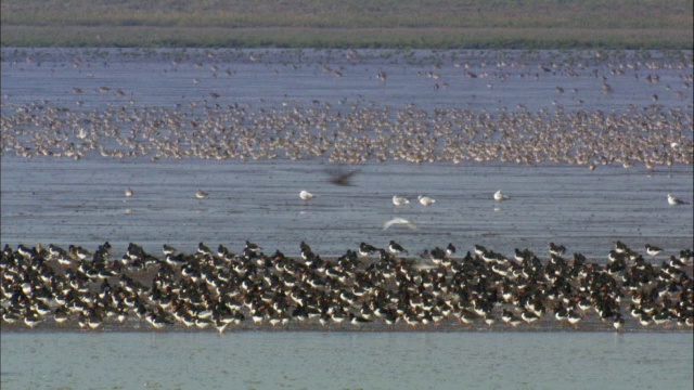 在英国诺福克的潮汐泥滩上觅食的结(Calidris canutus)和牡蛎(ostralegus Haematopus)视频素材