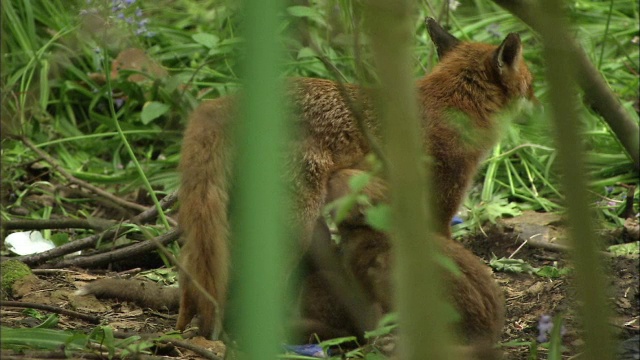 红狐狸(Vulpes Vulpes)在花园哺乳幼崽，格拉斯哥，苏格兰视频素材