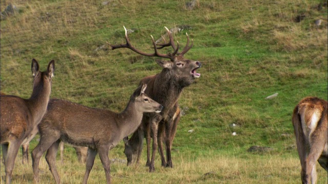 英国苏格兰，马鹿(Cervus elaphus)在发情期在母鹿中间吼叫视频素材