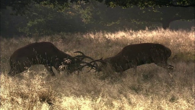 英国伦敦里士满公园，马鹿(Cervus elaphus)发情期间鹿角冲突视频素材