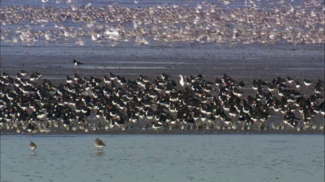 在英国诺福克的潮汐泥滩上觅食的结(Calidris canutus)和牡蛎(ostralegus Haematopus)视频素材