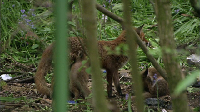 红狐狸(Vulpes Vulpes)在花园哺乳幼崽，格拉斯哥，苏格兰视频素材