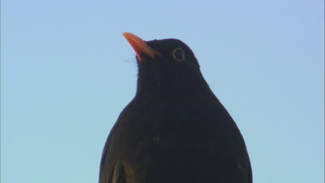 黑鹂(Turdus merula)鸣叫并环顾四周，苏格兰，英国视频素材