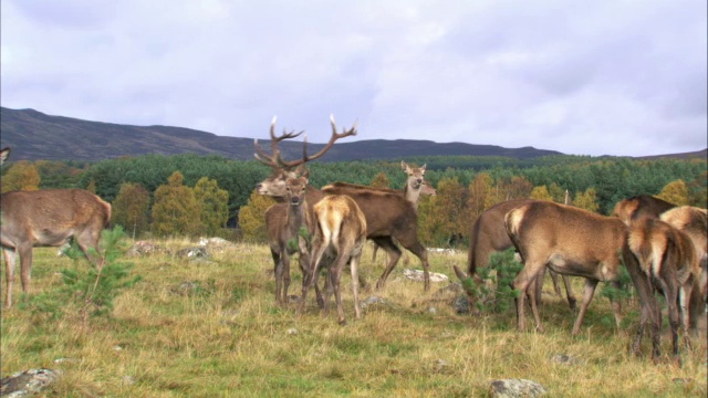 英国，苏格兰，马鹿(Cervus elaphus)在发情期追逐鹿视频素材