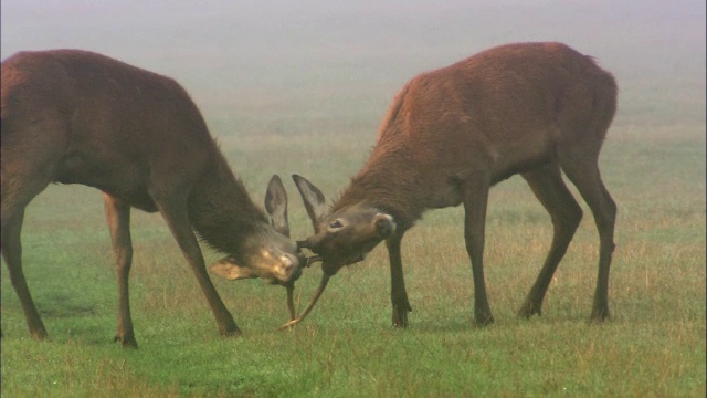 英国伦敦里士满公园，年轻的马鹿(Cervus elaphus)在黎明练习发情视频素材