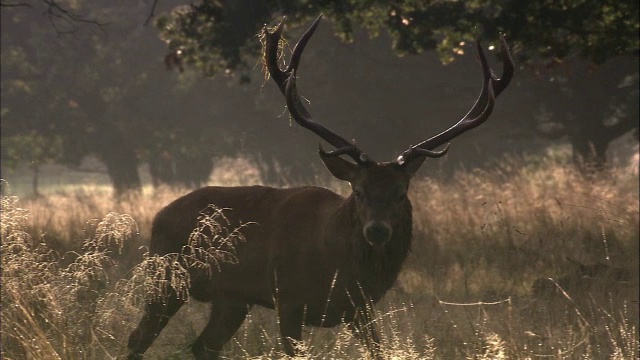 英国伦敦里士满公园，马鹿(Cervus elaphus)在发情期互相威胁视频素材