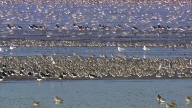 在英国诺福克的潮汐泥滩上觅食的结(Calidris canutus)和牡蛎(ostralegus Haematopus)视频素材