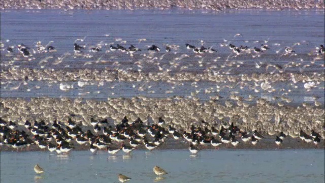 在英国诺福克的潮汐泥滩上觅食的结(Calidris canutus)和牡蛎(ostralegus Haematopus)视频素材