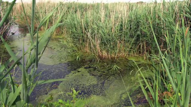 英国沼泽地区的水和芦苇(芦苇)视频素材