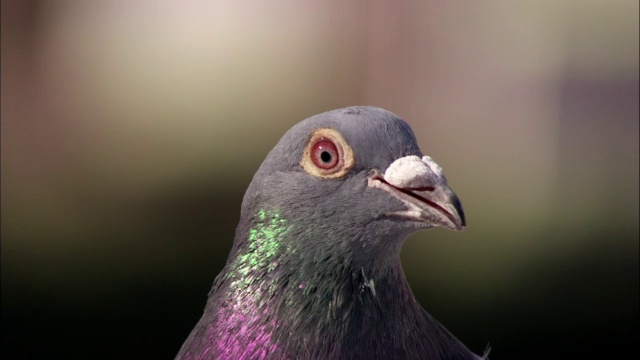 英国，野鸽(Columba livia domestic tica)环顾四周视频素材