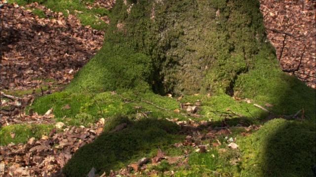 冬季，英国的山毛榉林地中，太阳和阴影的推移视频素材