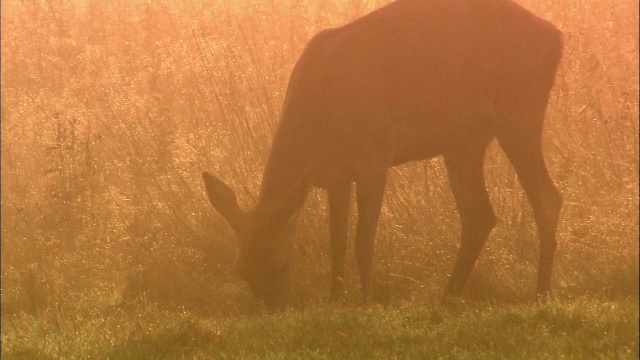 英国伦敦里士满公园，马鹿(Cervus elaphus)在晨露中进食视频素材