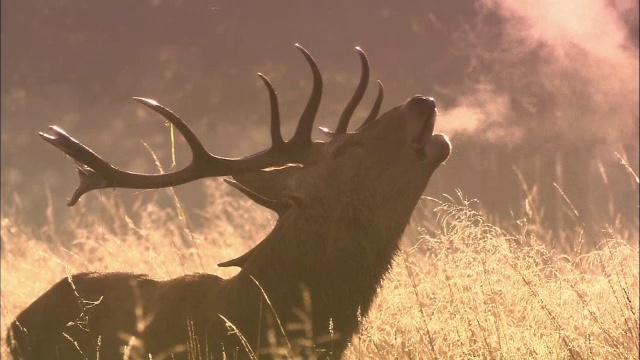 英国伦敦里士满公园，马鹿(Cervus elaphus)在黎明的雾中咆哮视频素材