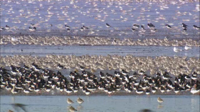 在英国诺福克的潮汐泥滩上觅食的结(Calidris canutus)和牡蛎(ostralegus Haematopus)视频素材