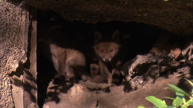 红狐狸(Vulpes Vulpes)幼仔在花园，格拉斯哥，苏格兰视频素材