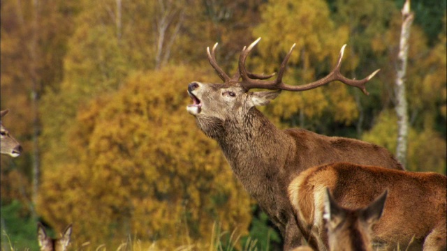 英国苏格兰，马鹿(Cervus elaphus)在发情期在母鹿中间吼叫视频素材