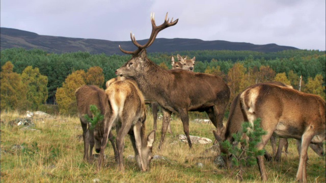 英国苏格兰，马鹿(Cervus elaphus)在发情期在母鹿中间吼叫视频素材