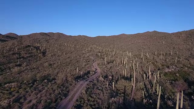 飞下山小径纵欲仙人掌花园领域-无人机无人机4K亚利桑那沙漠仙人掌，踪迹，冒险，发现景观，千秋，美丽的4K自然/野生动物/天气无人机鸟瞰图视频素材