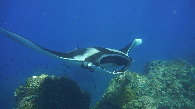 濒临灭绝的蝠鲼(Manta birostris)游过清洁站。在世界自然保护联盟的红色名单中，这些优雅的动物正在成为野外罕见的景象。视频素材