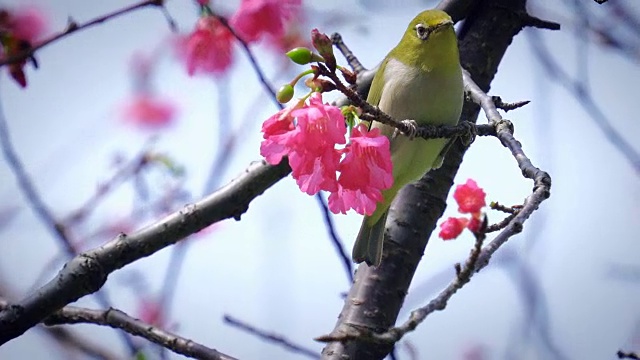 樱花和鸟视频下载