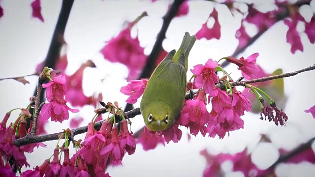 樱花和鸟视频下载