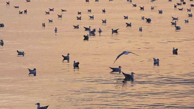 日落时天空中的一群海鸥视频素材