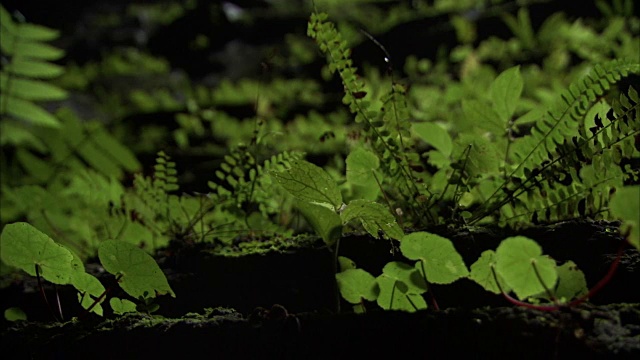 在越南的韩松洞中，用平底锅拍摄小植物。视频素材