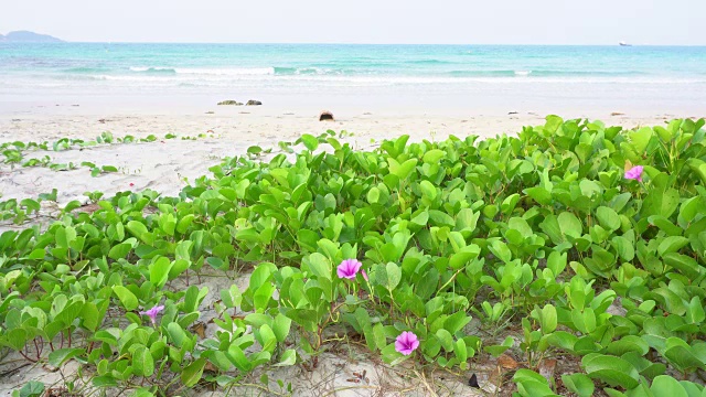 热带海滩视频素材