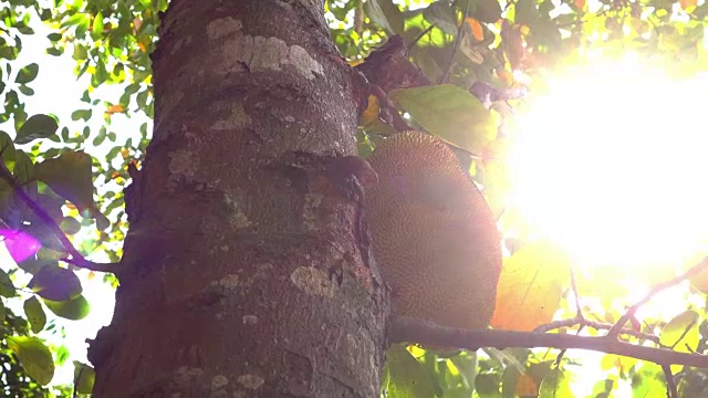 上菠萝蜜树视频素材