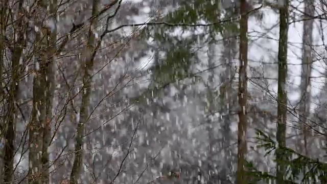 森林降雪，巴伐利亚森林，德国巴伐利亚视频素材