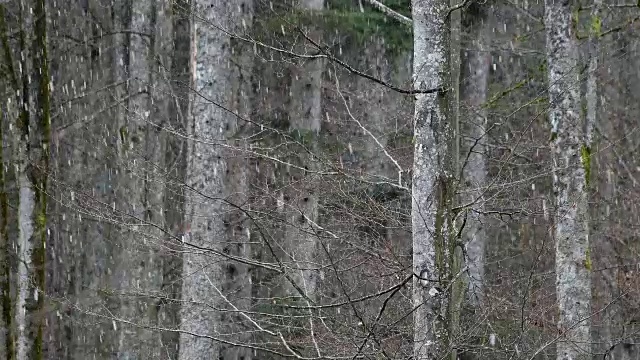 森林降雪，巴伐利亚森林，德国巴伐利亚视频素材